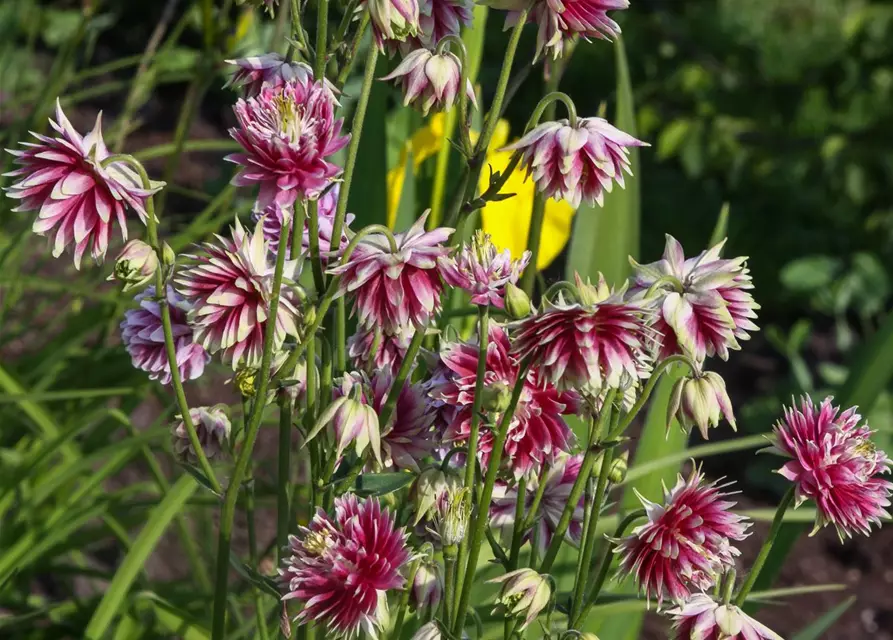 Langspornige Garten-Akelei 'Nora Barlow'