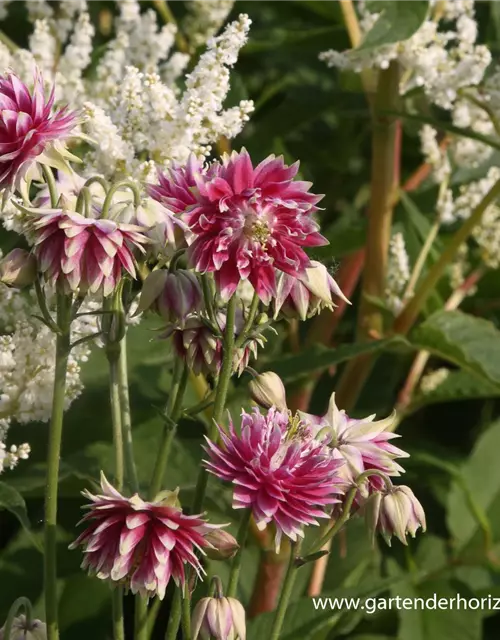 Langspornige Garten-Akelei 'Nora Barlow'