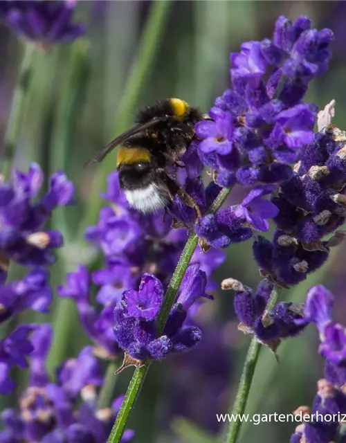 Lavandula angustifolia 'Hidcote Blue'