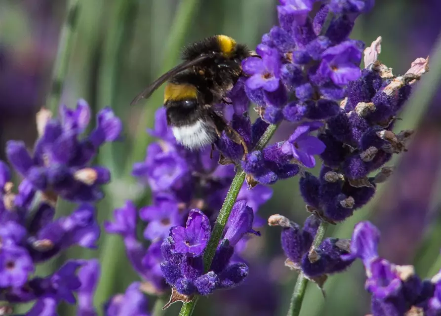 Lavandula angustifolia 'Hidcote Blue'