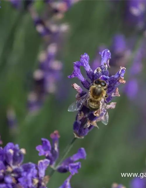 Lavandula angustifolia 'Hidcote Blue'