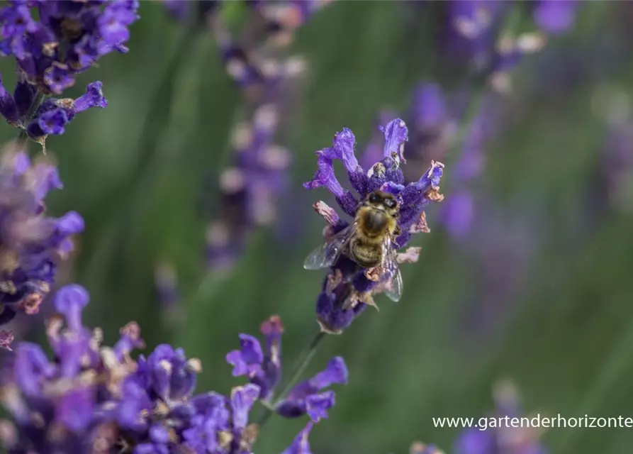 Lavandula angustifolia 'Hidcote Blue'