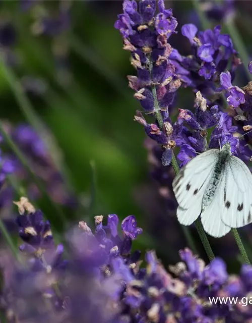 Lavandula angustifolia 'Hidcote Blue'