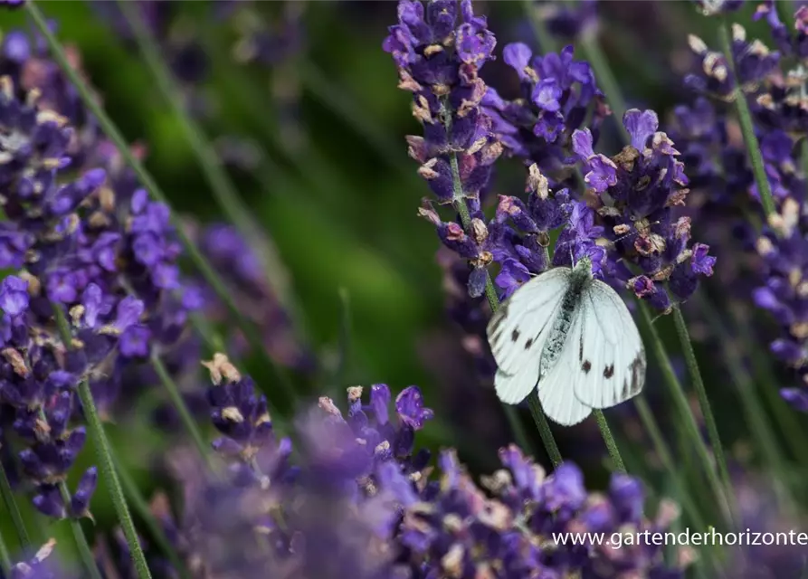 Lavandula angustifolia 'Hidcote Blue'