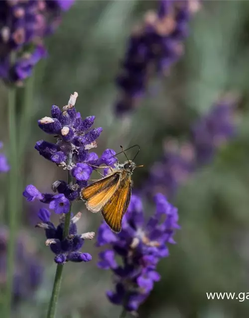 Lavandula angustifolia 'Hidcote Blue'