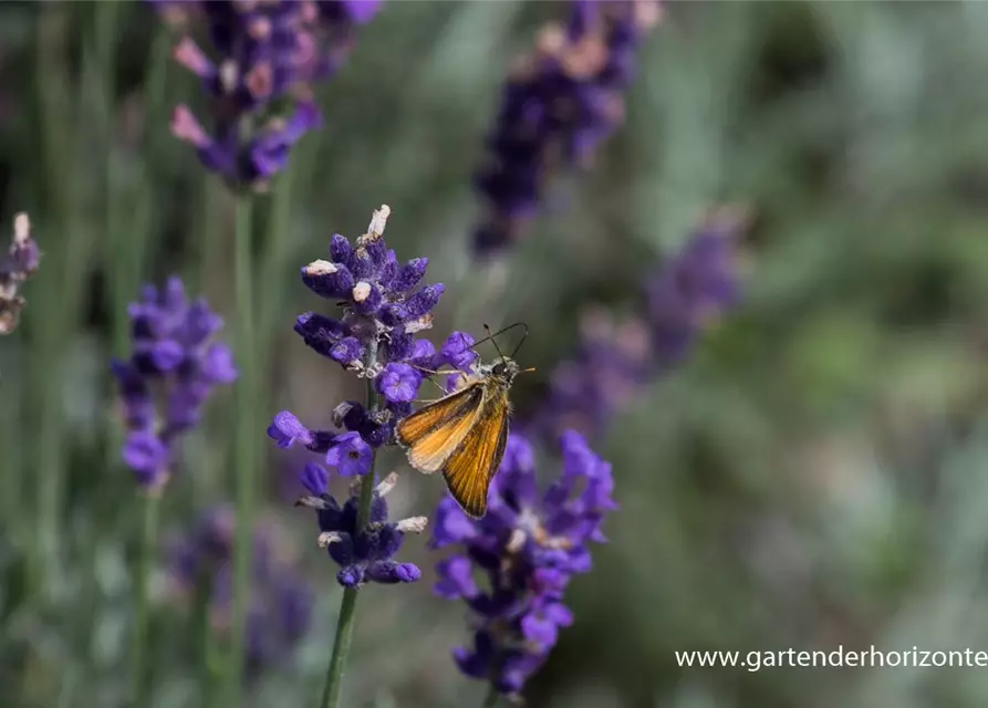 Lavandula angustifolia 'Hidcote Blue'