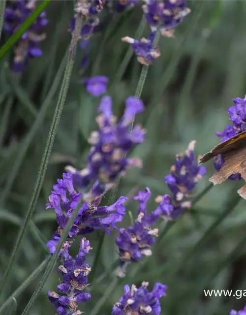 Lavandula angustifolia 'Hidcote Blue'