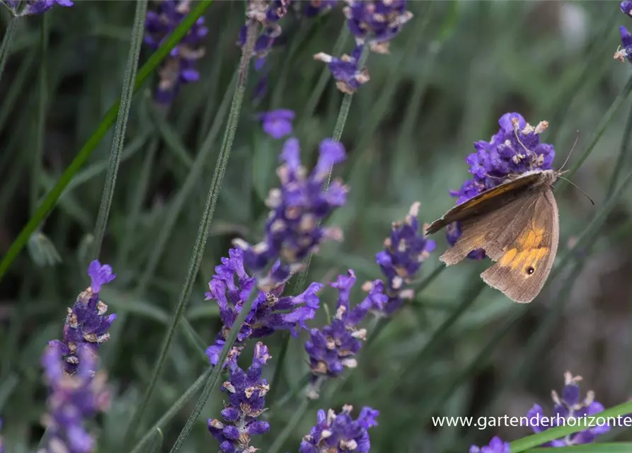 Lavandula angustifolia 'Hidcote Blue'