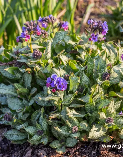 Großgeflecktes Garten-Lungenkraut 'Trevi Fountain'®