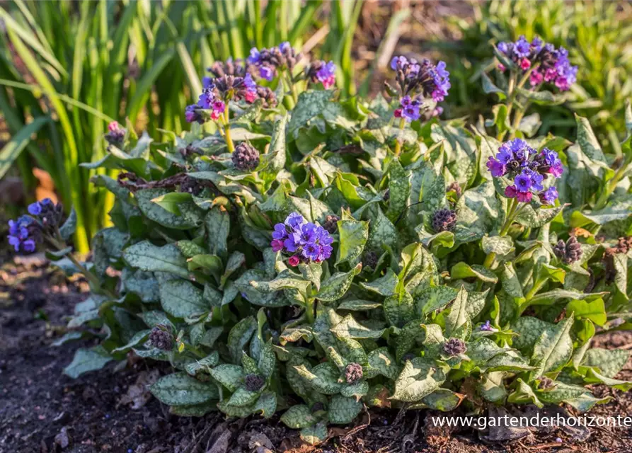 Großgeflecktes Garten-Lungenkraut 'Trevi Fountain'®