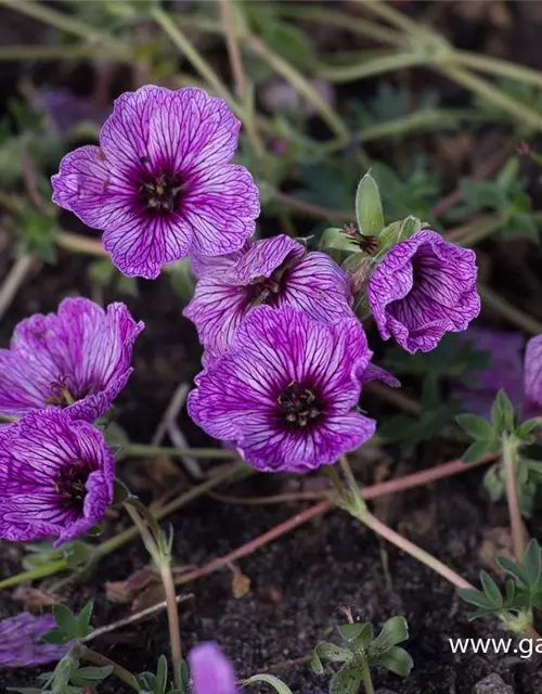 Geranium cinereum 'Laurence Flatman'