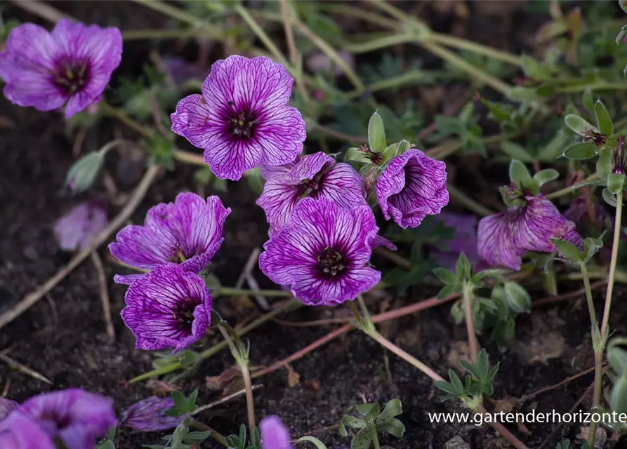 Geranium cinereum 'Laurence Flatman'