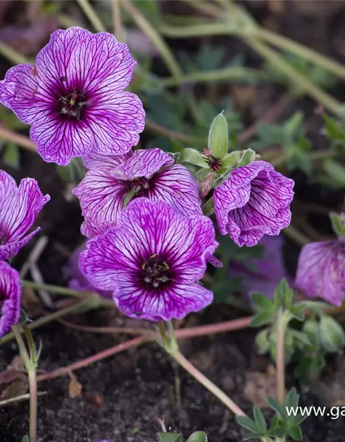 Geranium cinereum 'Laurence Flatman'