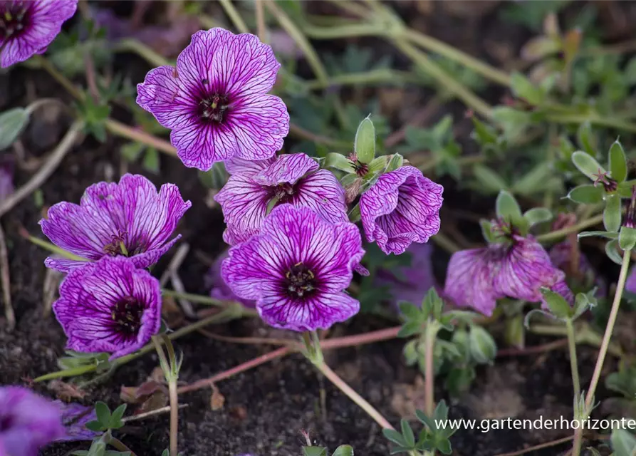 Geranium cinereum 'Laurence Flatman'