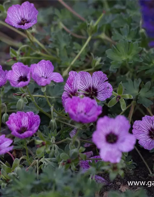 Geranium cinereum 'Laurence Flatman'