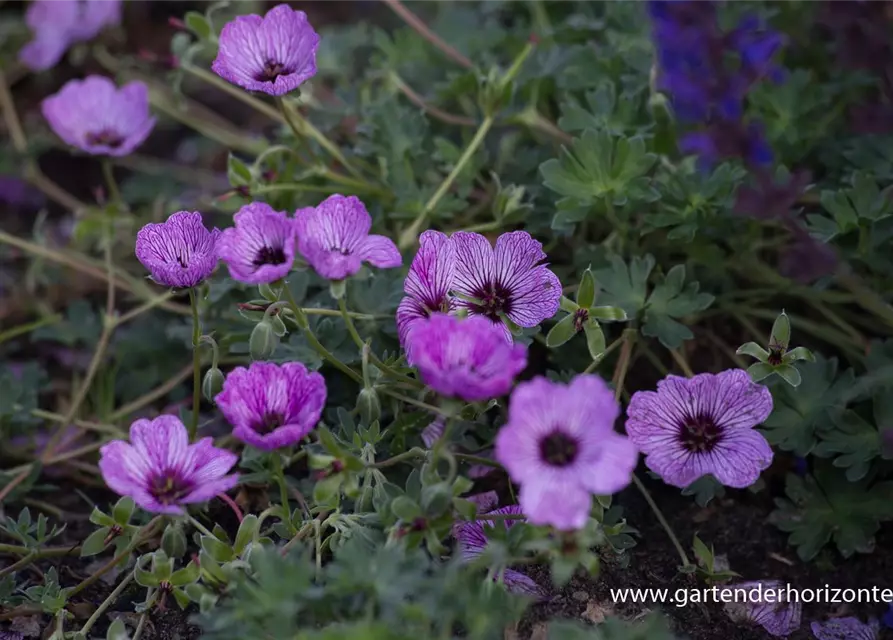 Geranium cinereum 'Laurence Flatman'