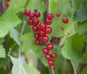 Johannisbeersträucher nach der Ernte schneiden