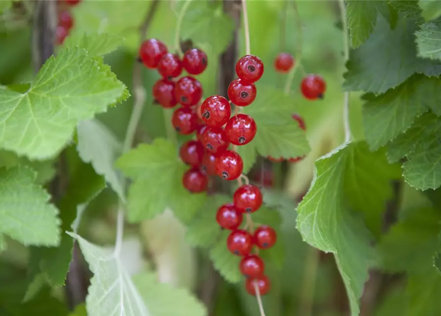 Ribes rubrum