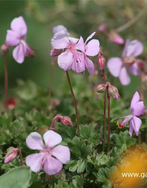 Geranium dalmaticum