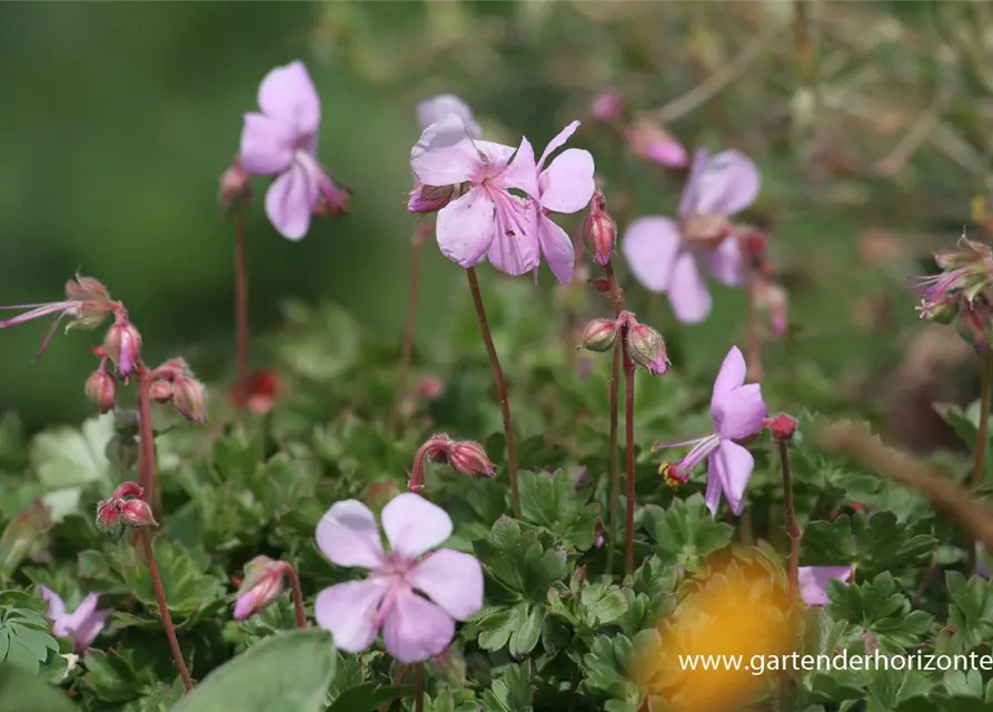 Geranium dalmaticum