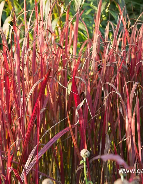 Imperata cylindrica var.koenig.'Red Baron'