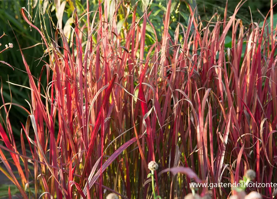 Imperata cylindrica var.koenig.'Red Baron'