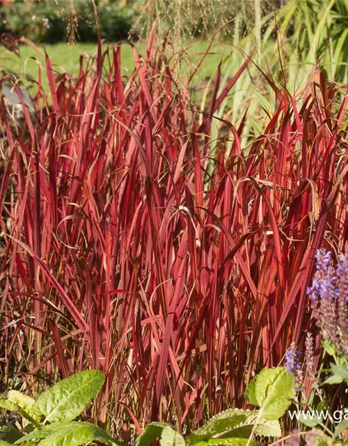 Imperata cylindrica var.koenig.'Red Baron'