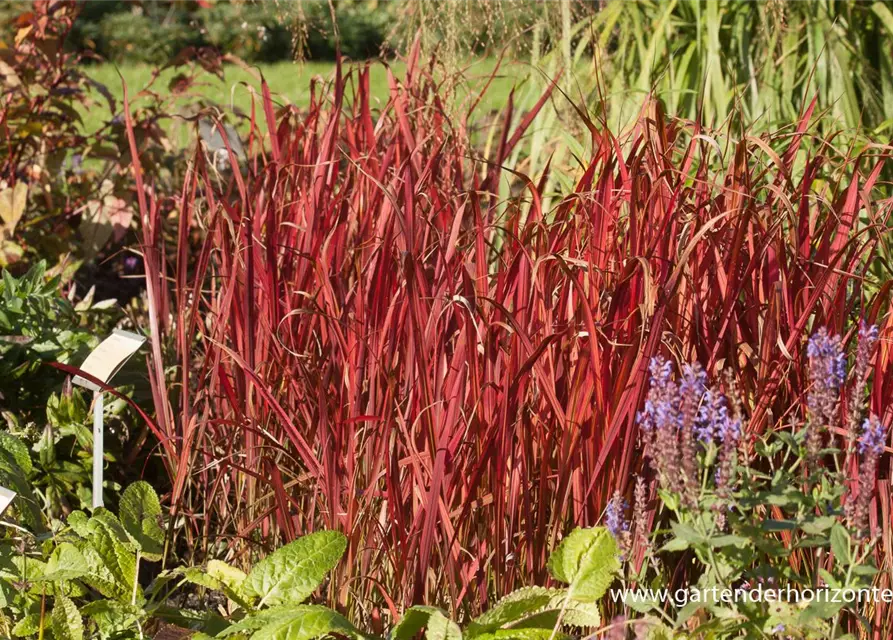 Imperata cylindrica var.koenig.'Red Baron'