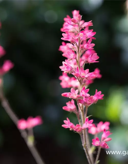 Heuchera sanguinea 'Leuchtkäfer'