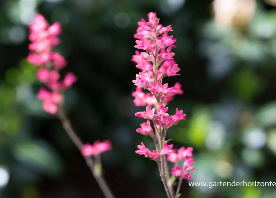 Heuchera sanguinea 'Leuchtkäfer'