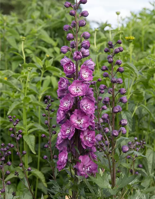 Hoher Garten-Rittersporn 'Pink Power'