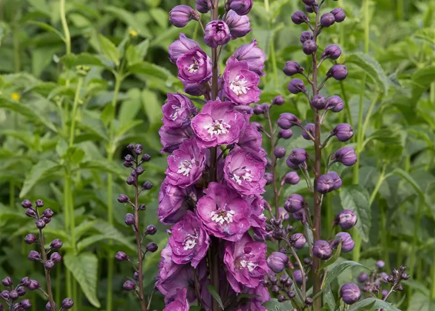 Hoher Garten-Rittersporn 'Pink Power'