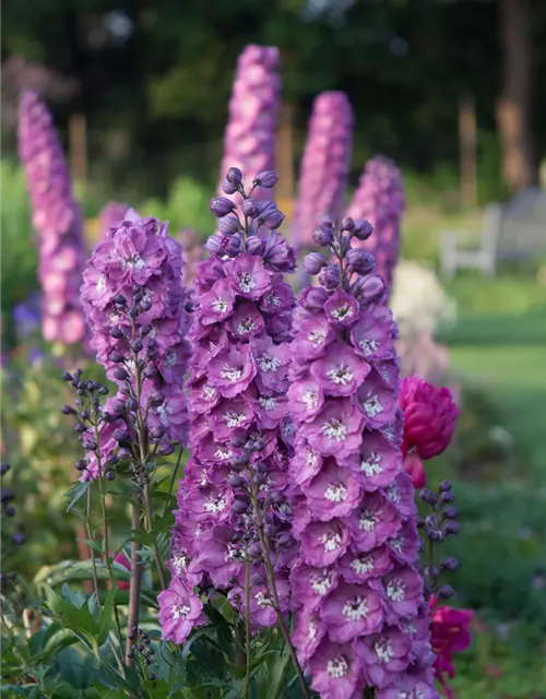 Hoher Garten-Rittersporn 'Pink Power'