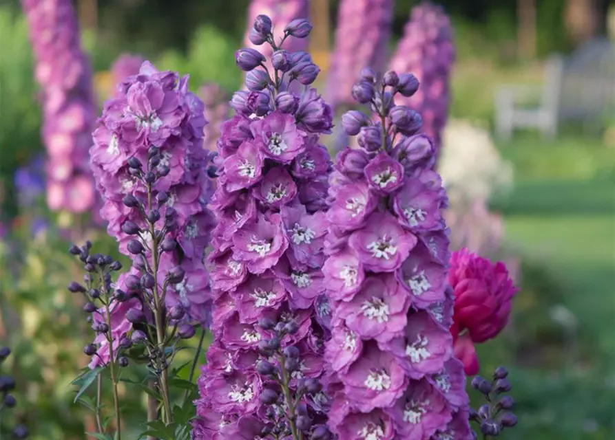 Hoher Garten-Rittersporn 'Pink Power'