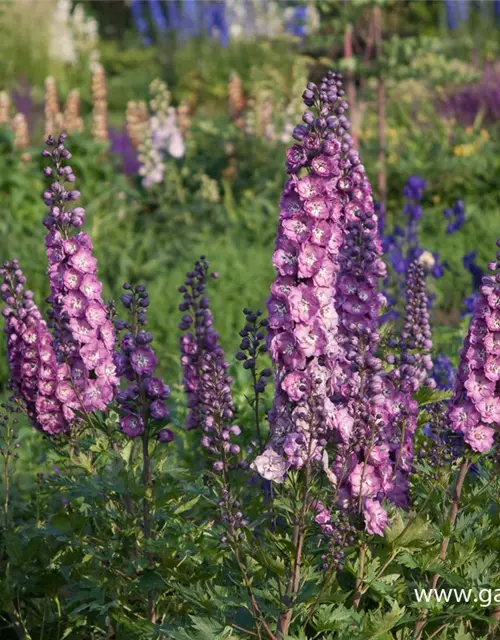 Hoher Garten-Rittersporn 'Pink Power'