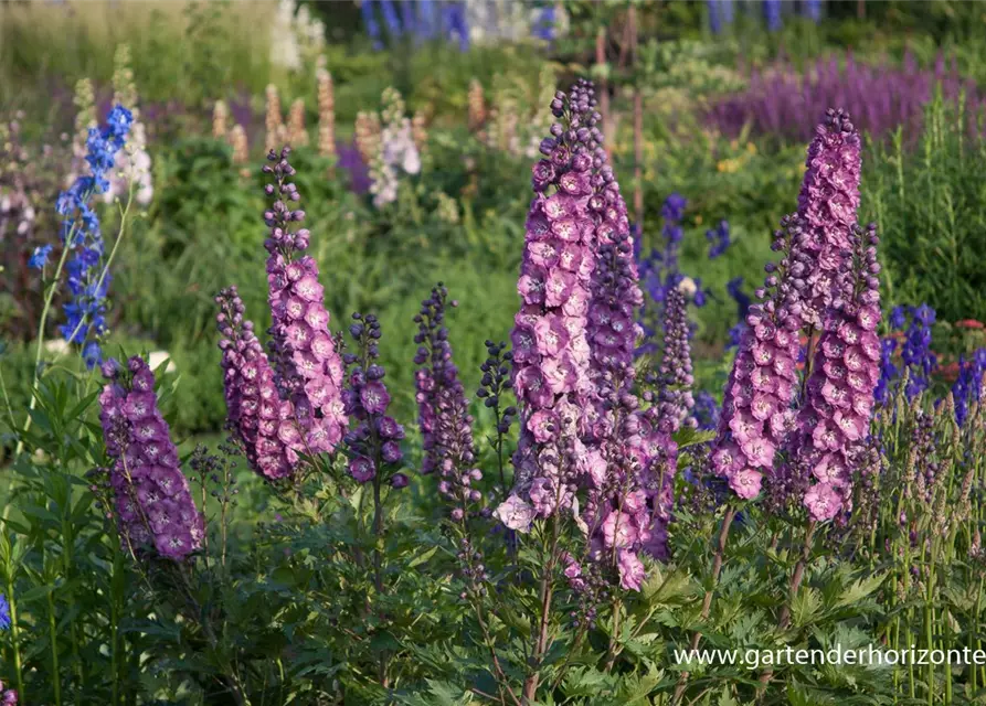 Hoher Garten-Rittersporn 'Pink Power'