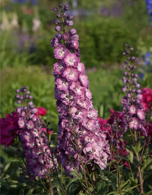 Hoher Garten-Rittersporn 'Pink Power'