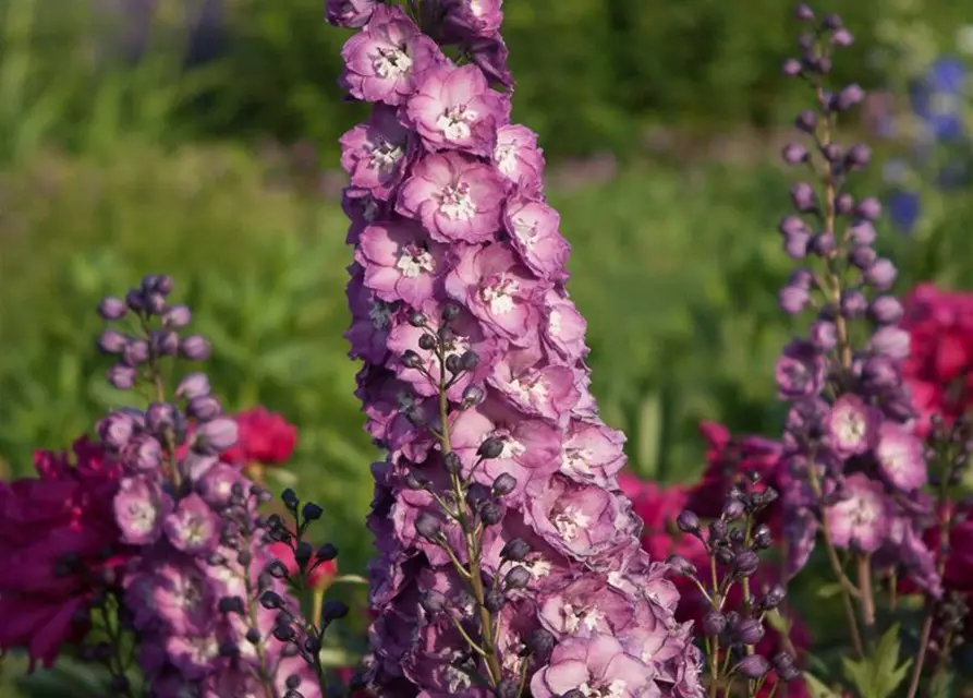 Hoher Garten-Rittersporn 'Pink Power'