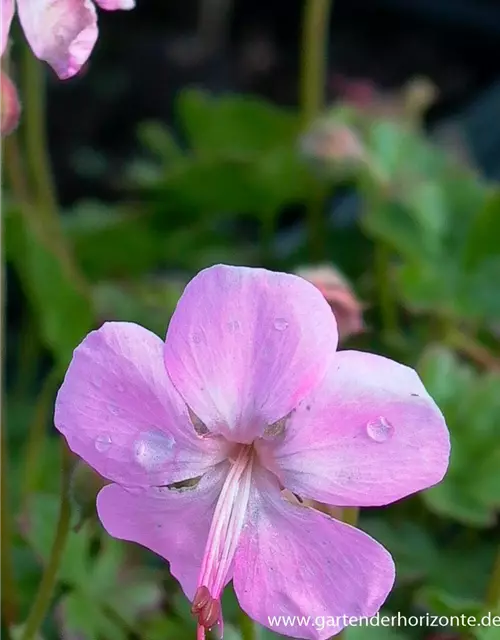 Geranium dalmaticum