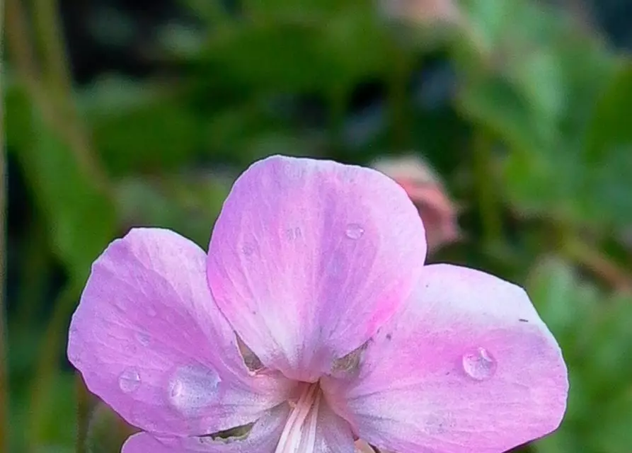 Geranium dalmaticum