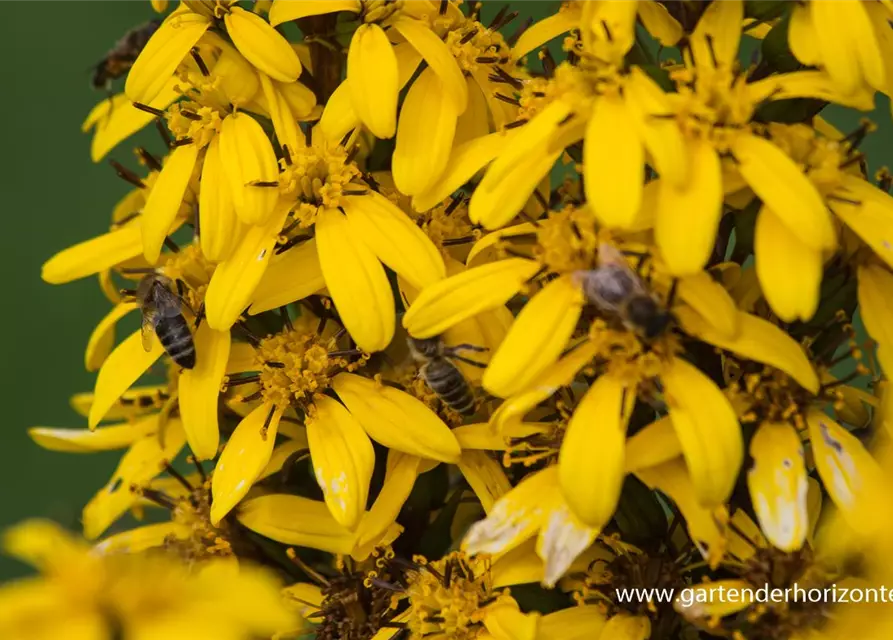 Hesses Garten-Goldkolben 'Laternchen'®