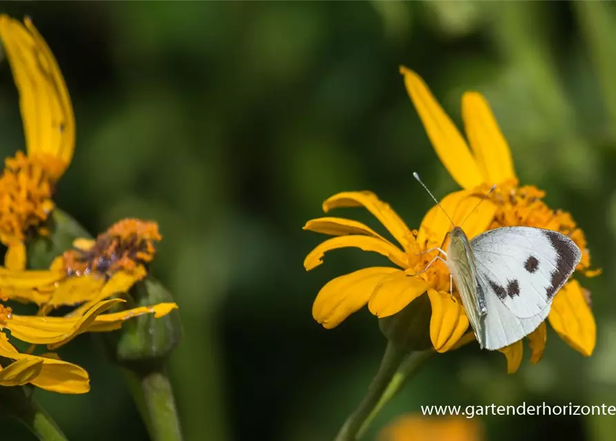 Hesses Garten-Goldkolben 'Laternchen'®