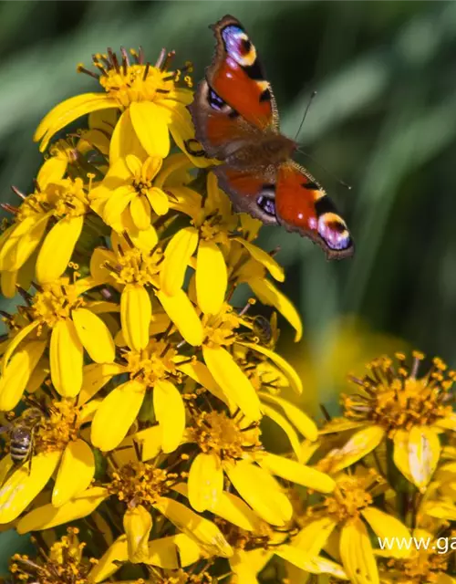 Hesses Garten-Goldkolben 'Laternchen'®