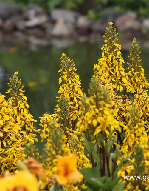 Hesses Garten-Goldkolben 'Laternchen'®