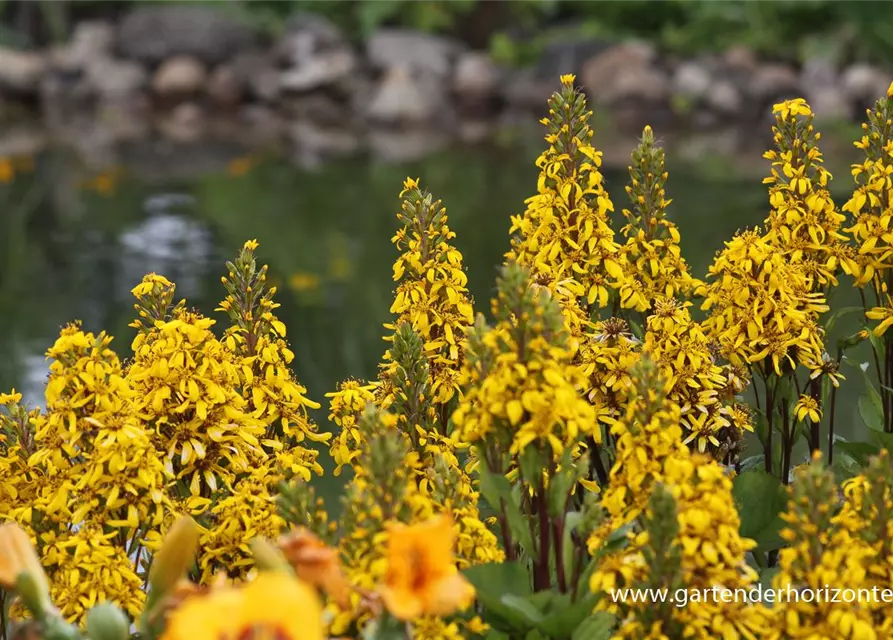 Hesses Garten-Goldkolben 'Laternchen'®