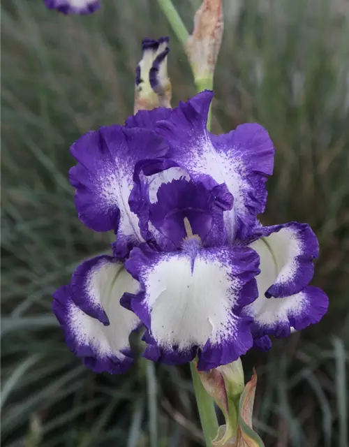 Hohe Garten-Schwertlilie