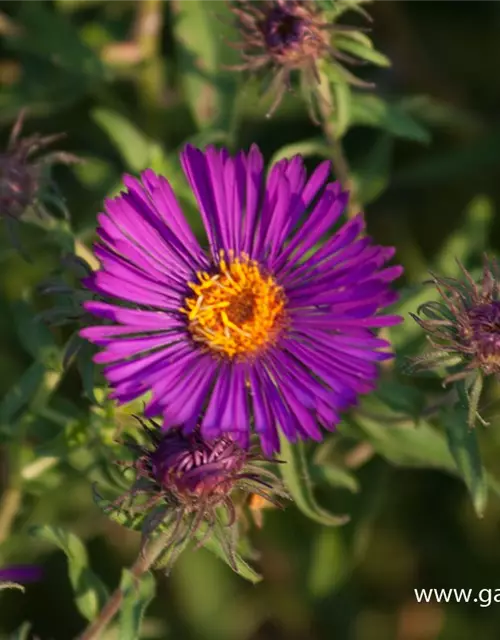 Garten-Raublatt-Aster 'Violetta'