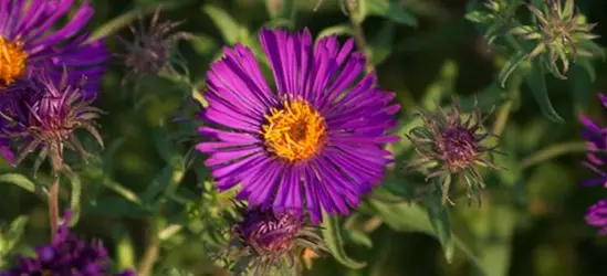 Garten-Raublatt-Aster 'Violetta'