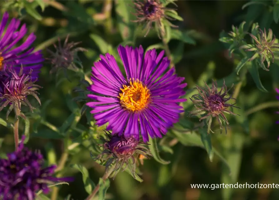 Garten-Raublatt-Aster 'Violetta'