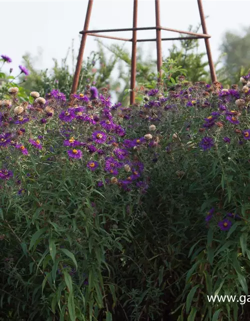 Garten-Raublatt-Aster 'Violetta'